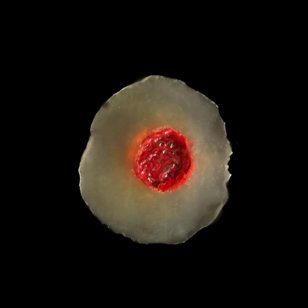 10 Pack Gunshot Wounds / Easy to Apply / Great for EMS Scenario Training, Cosplay, & Fun