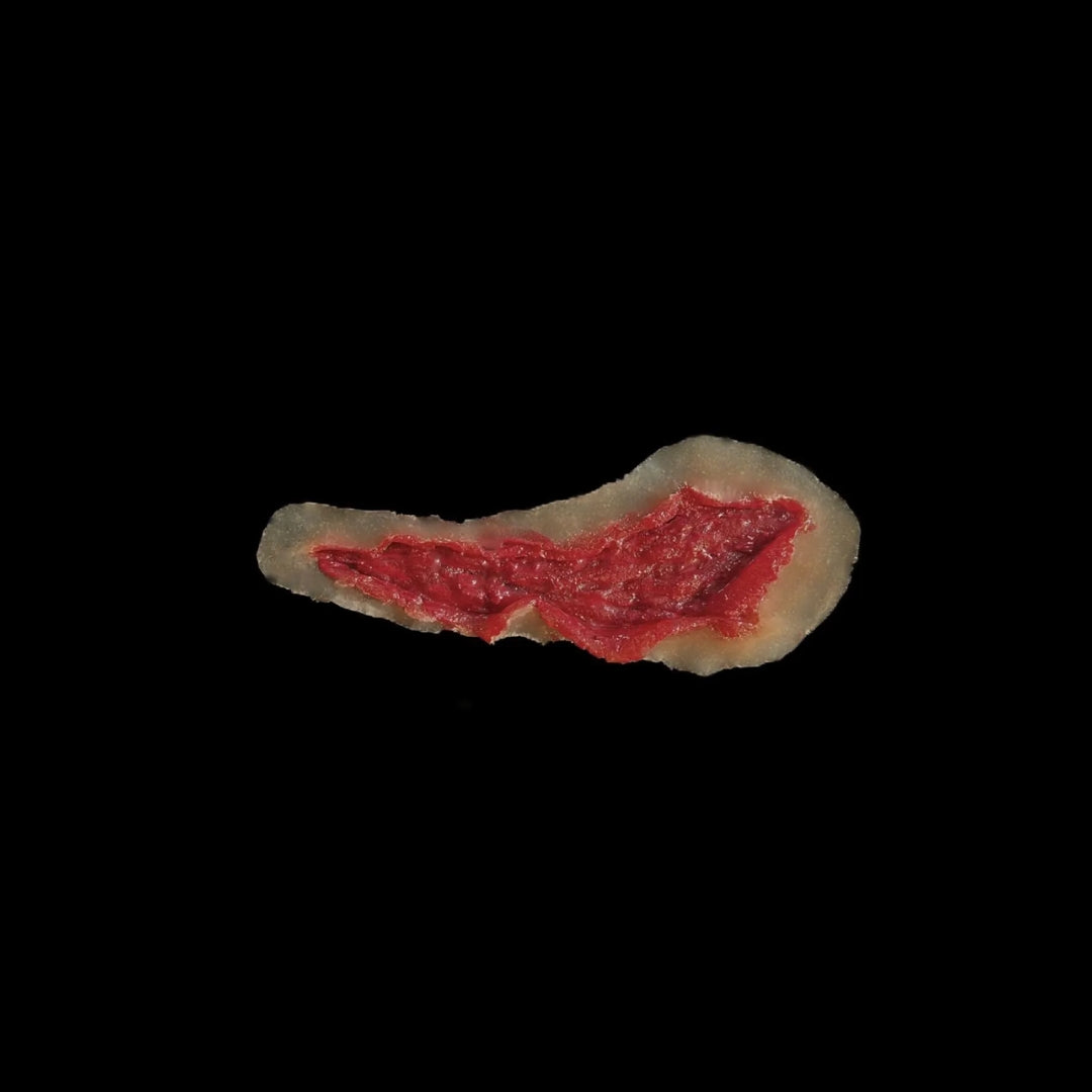 6 Large Open Wounds Laceration Skin Tear Easy to Apply and Use for EMS Scenario Training, Cosplay, & Fun