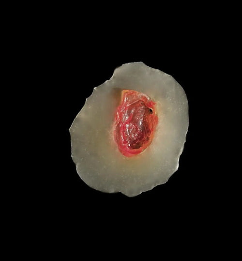 3D Gunshot Wound FX, Cosplay Costume, 10pc reusable glue on GSW scenario training & more