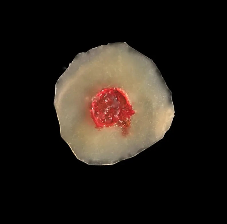 3D Gunshot Wound FX, Cosplay Costume, 10pc reusable glue on GSW scenario training & more