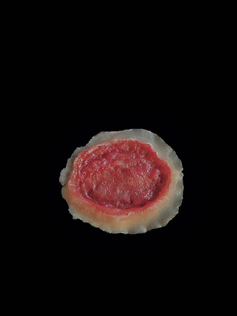 Realistic Open Wound FX Makeup, Laceration Skin Tear, Cosplay, Training (6 Pack)